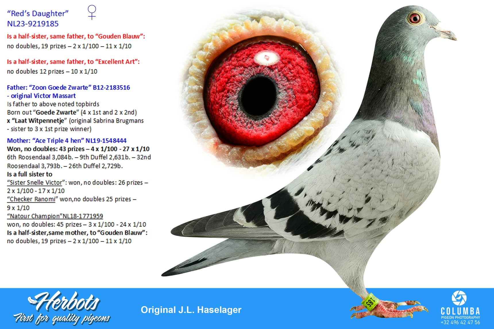 pigeon: undefined