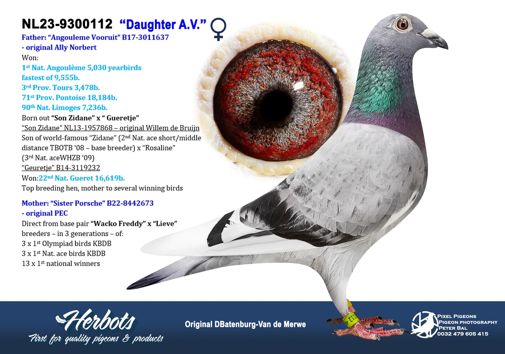 pigeon: undefined