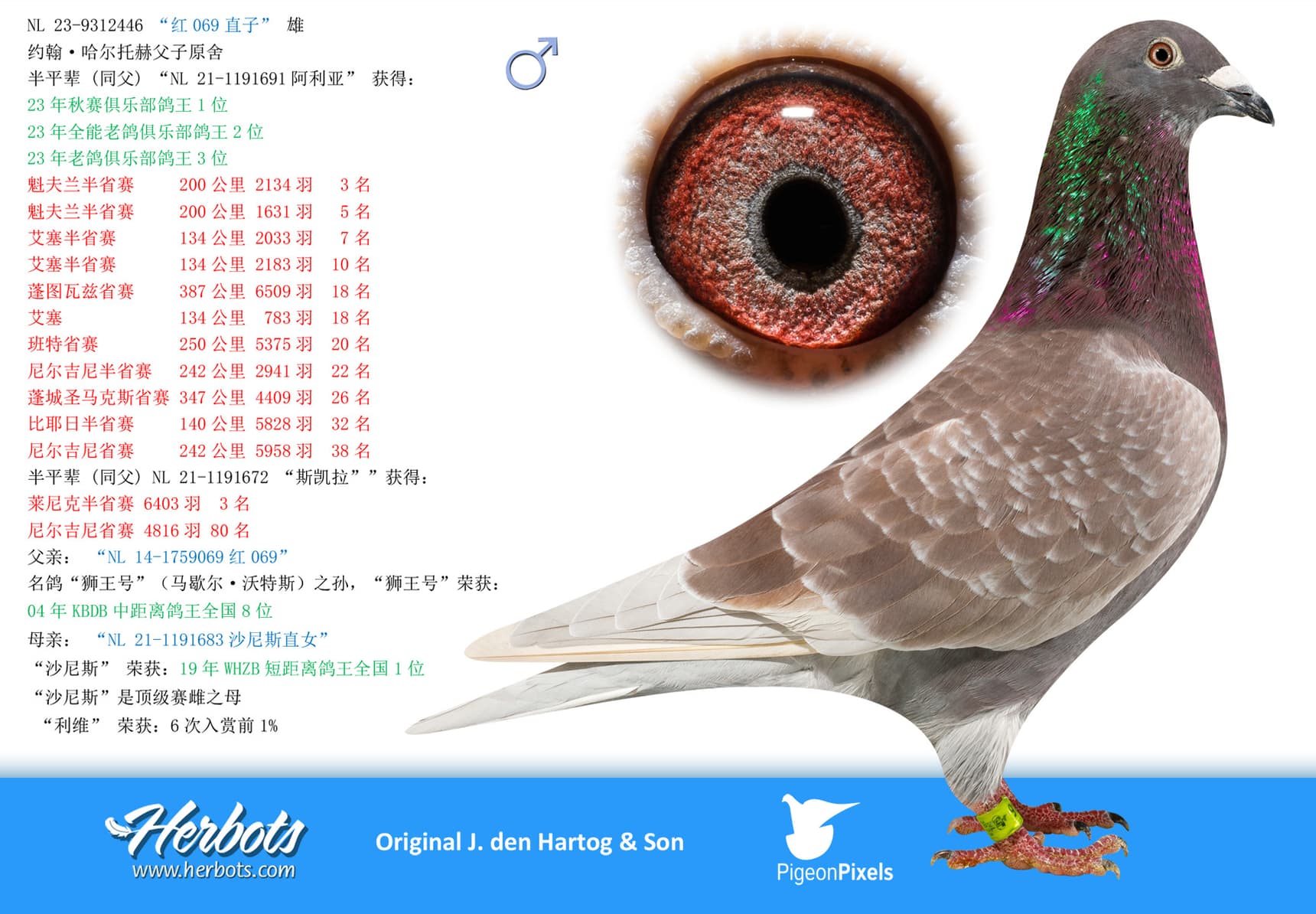 pigeon: “红069直子”