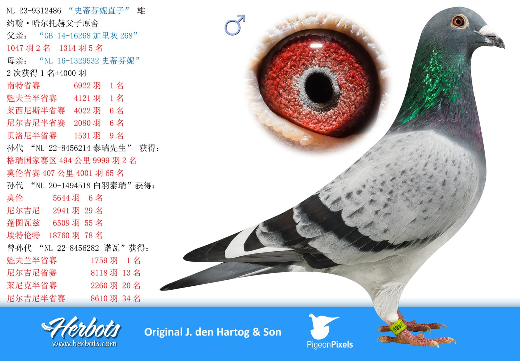 pigeon: “史蒂芬妮直子”