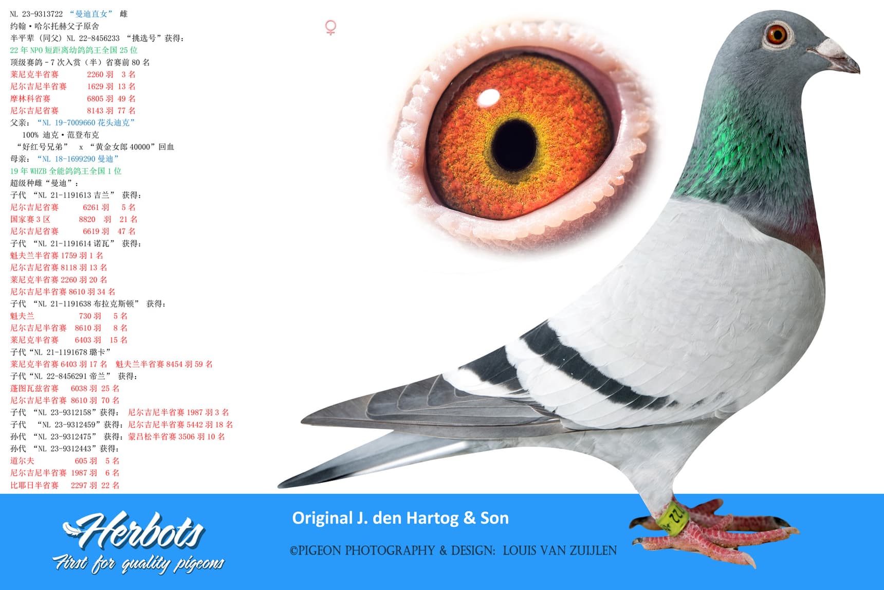 pigeon: “曼迪直女”