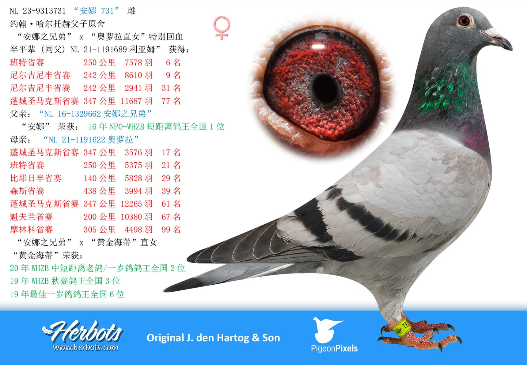 pigeon: undefined
