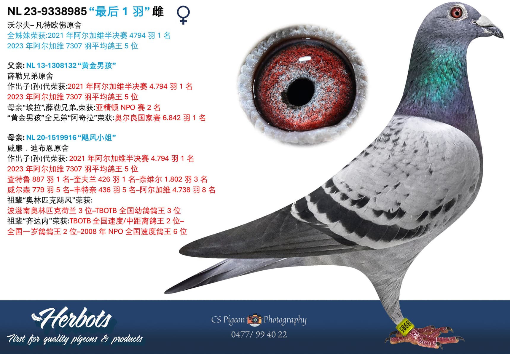 pigeon: undefined