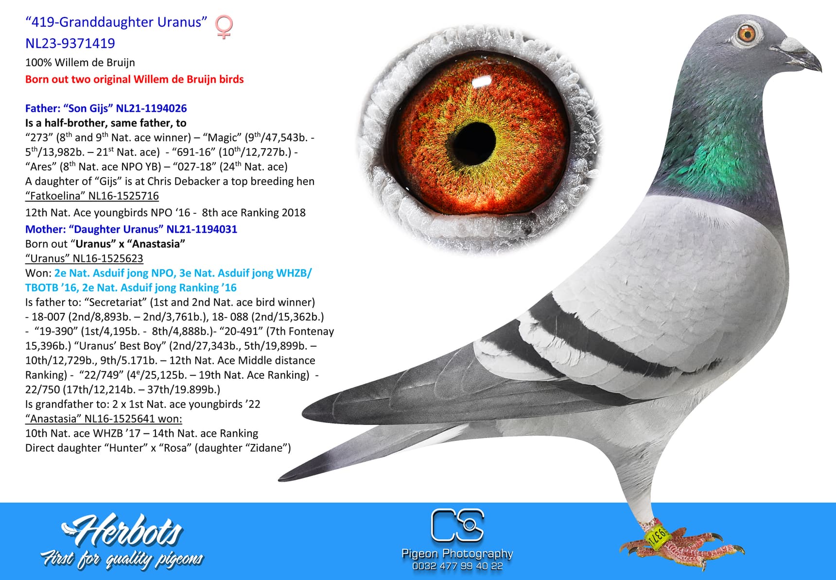 pigeon: “419-Granddaughter Uranus”