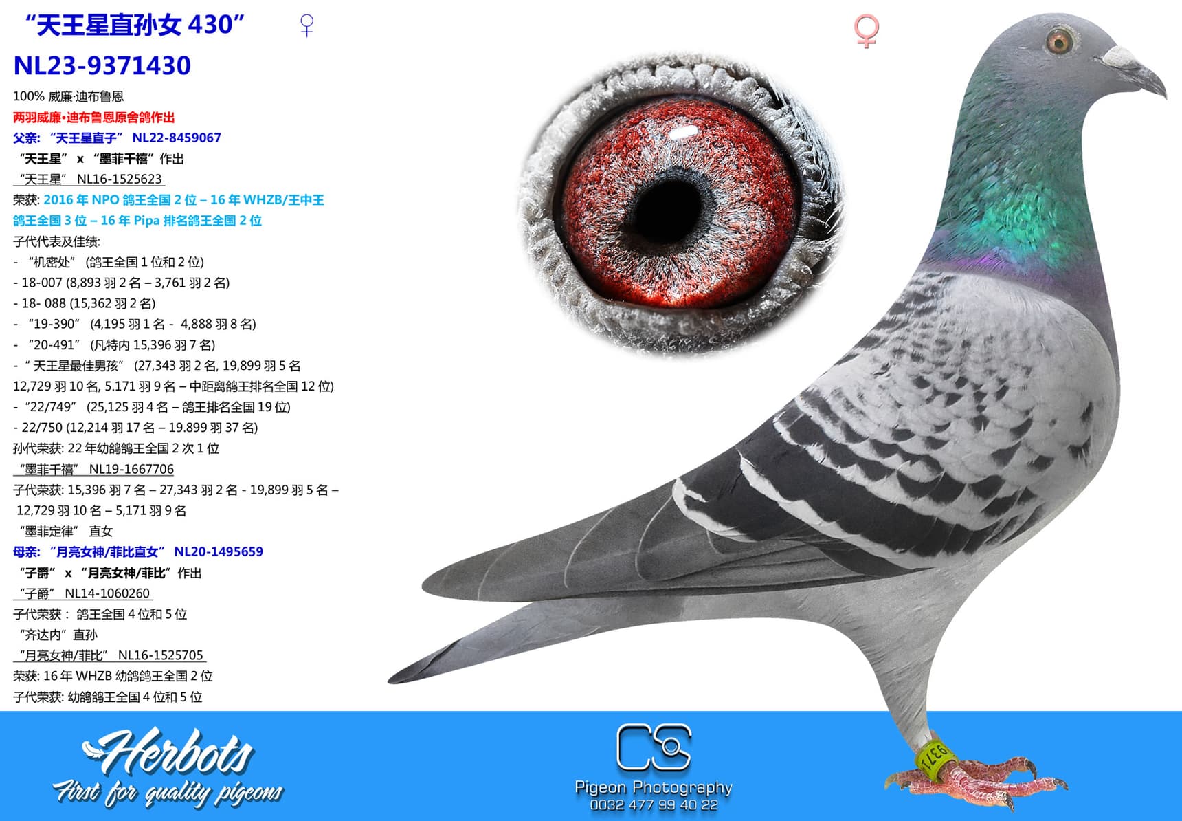 pigeon: undefined