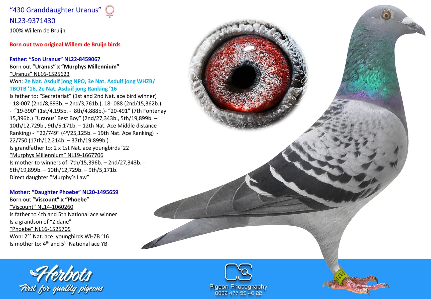 pigeon: undefined