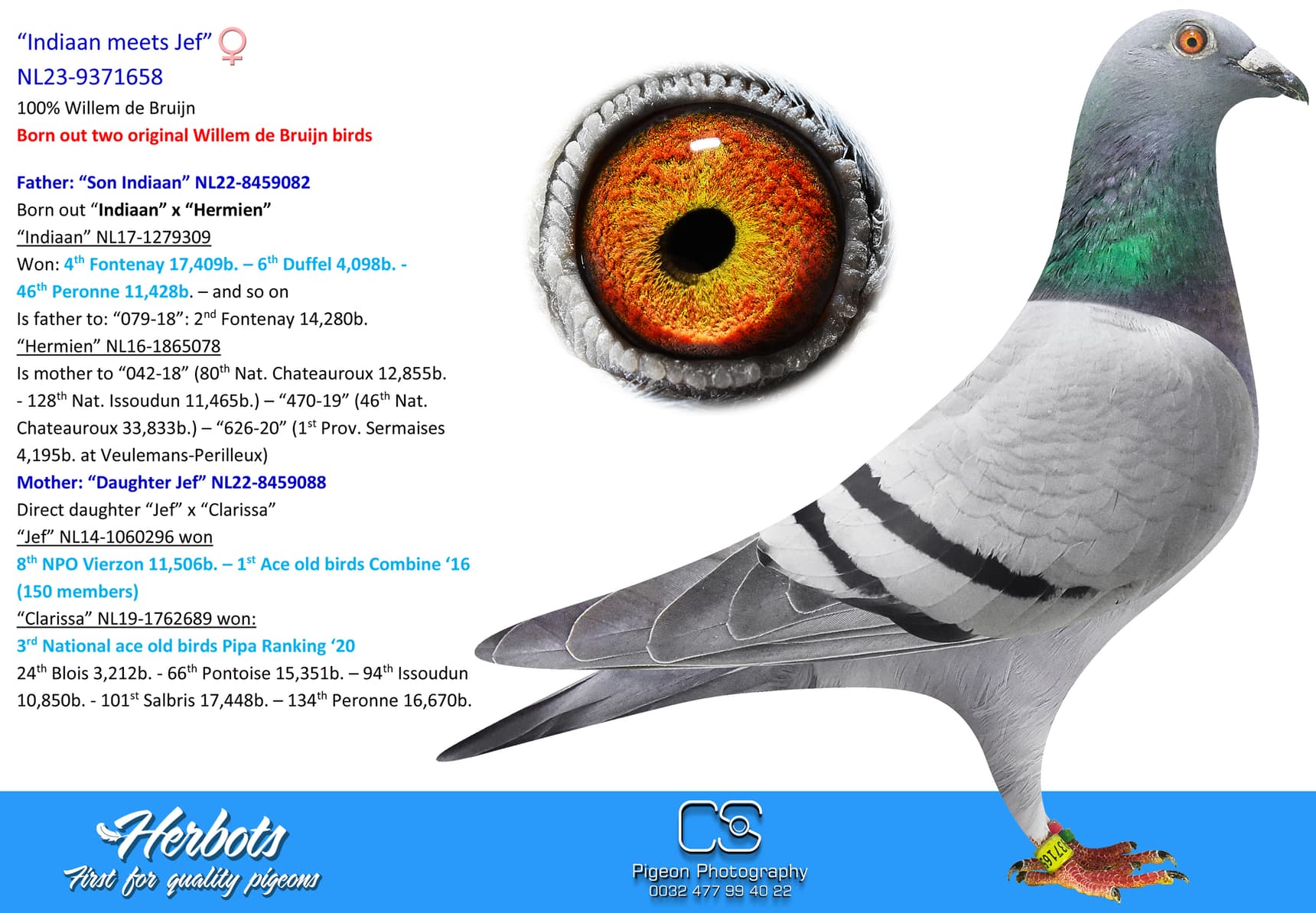 pigeon: “Indiaan meets Jef”