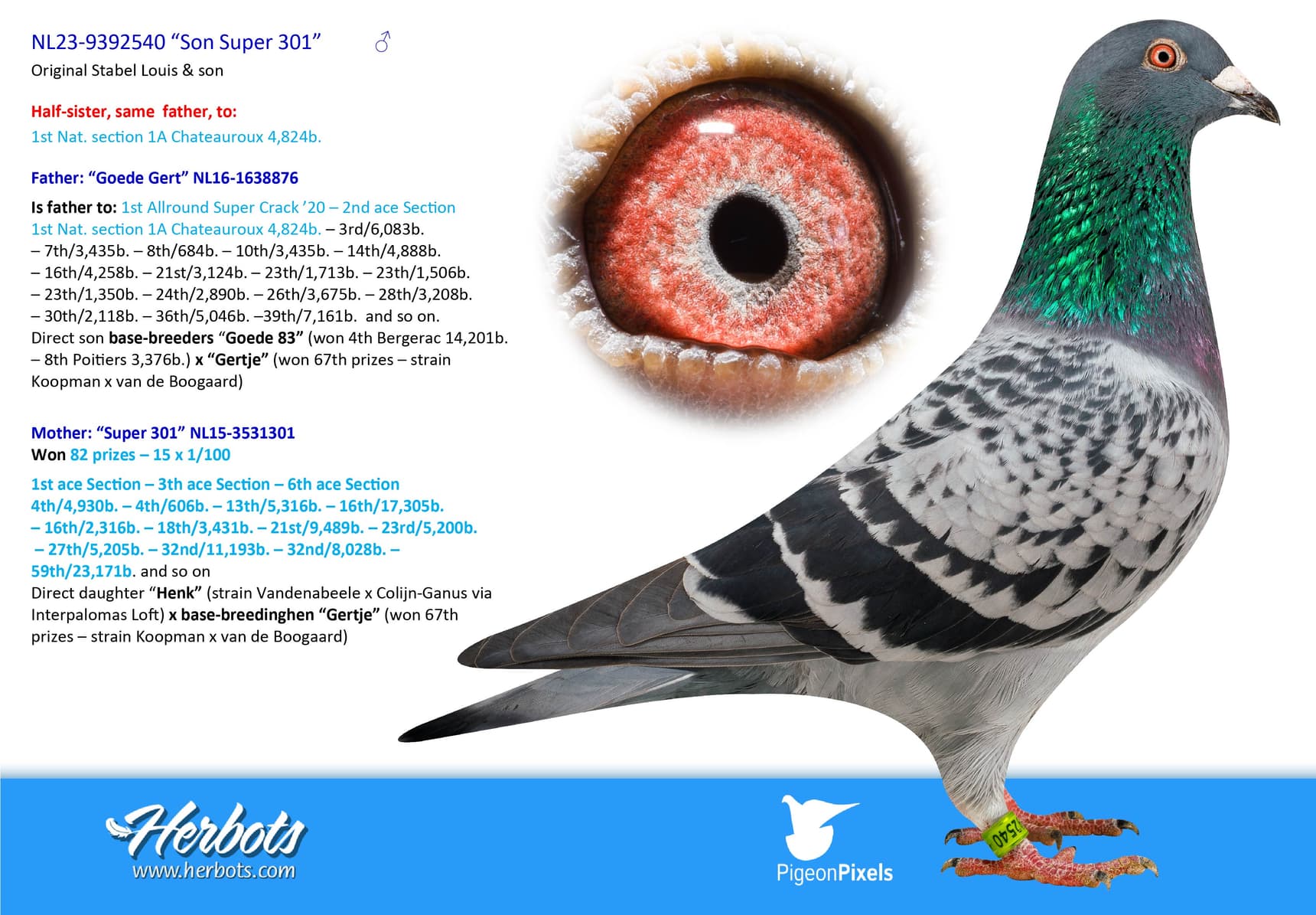 pigeon: undefined
