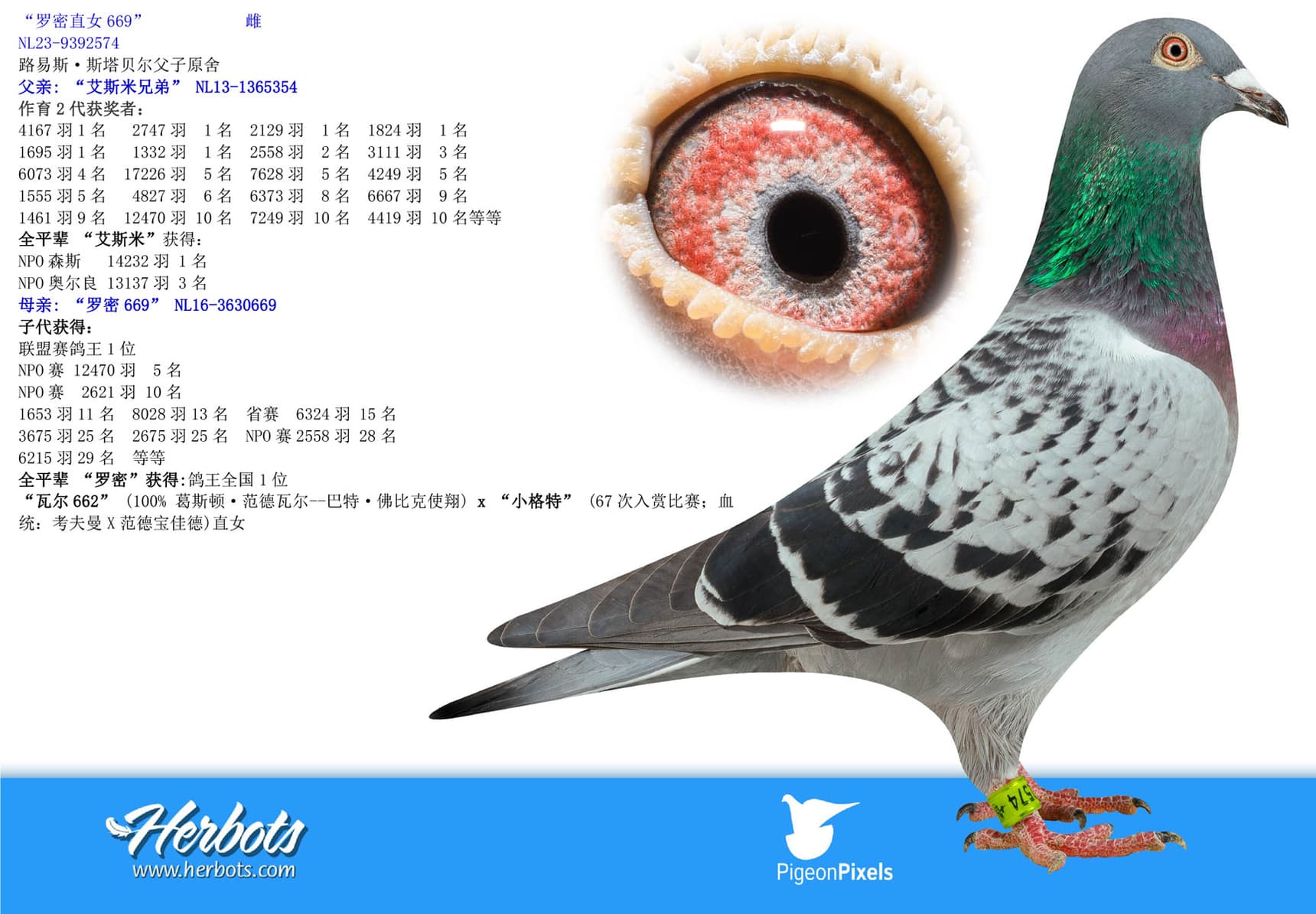 pigeon: “罗密直女669”