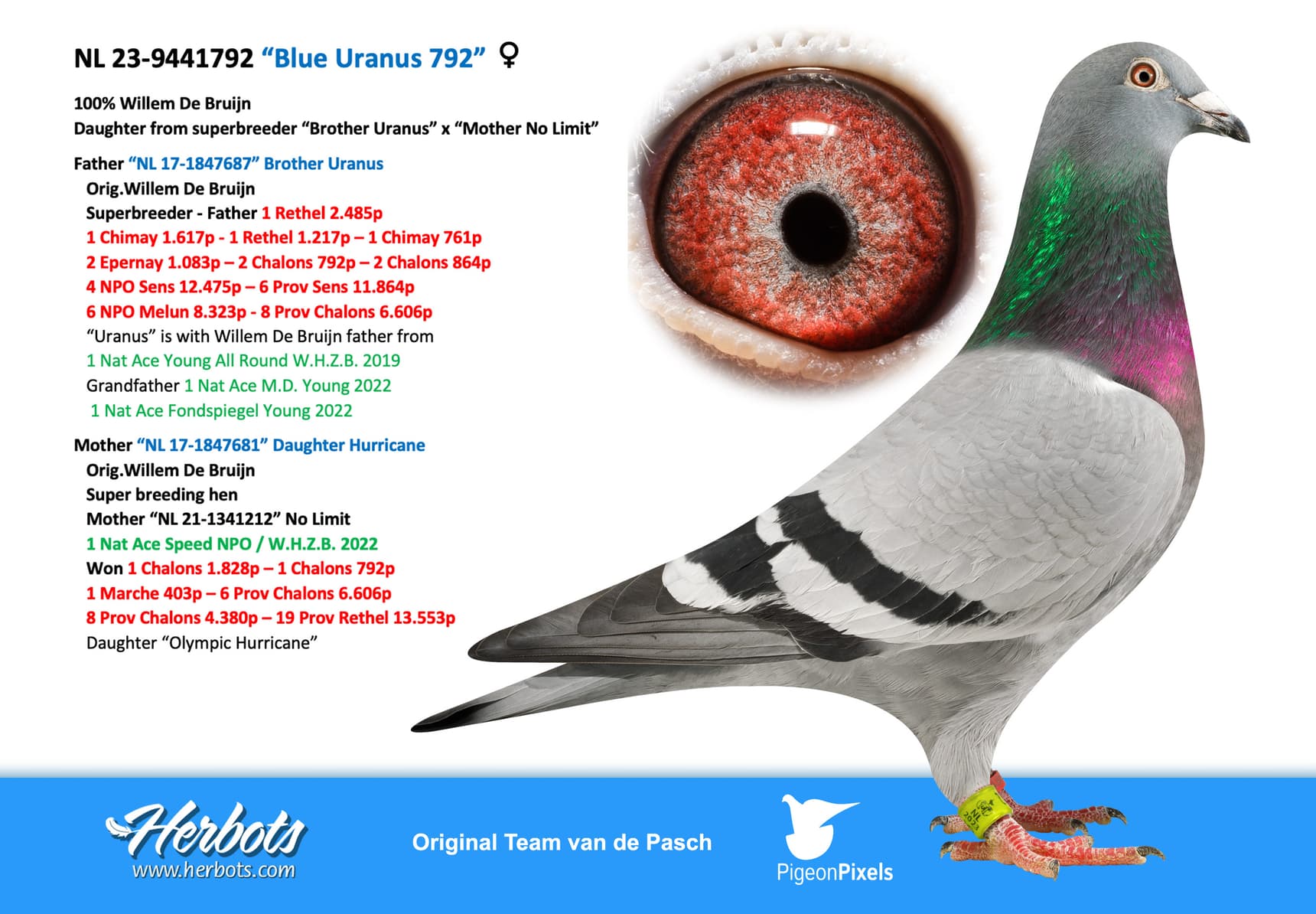 pigeon: “Blue Uranus 792”