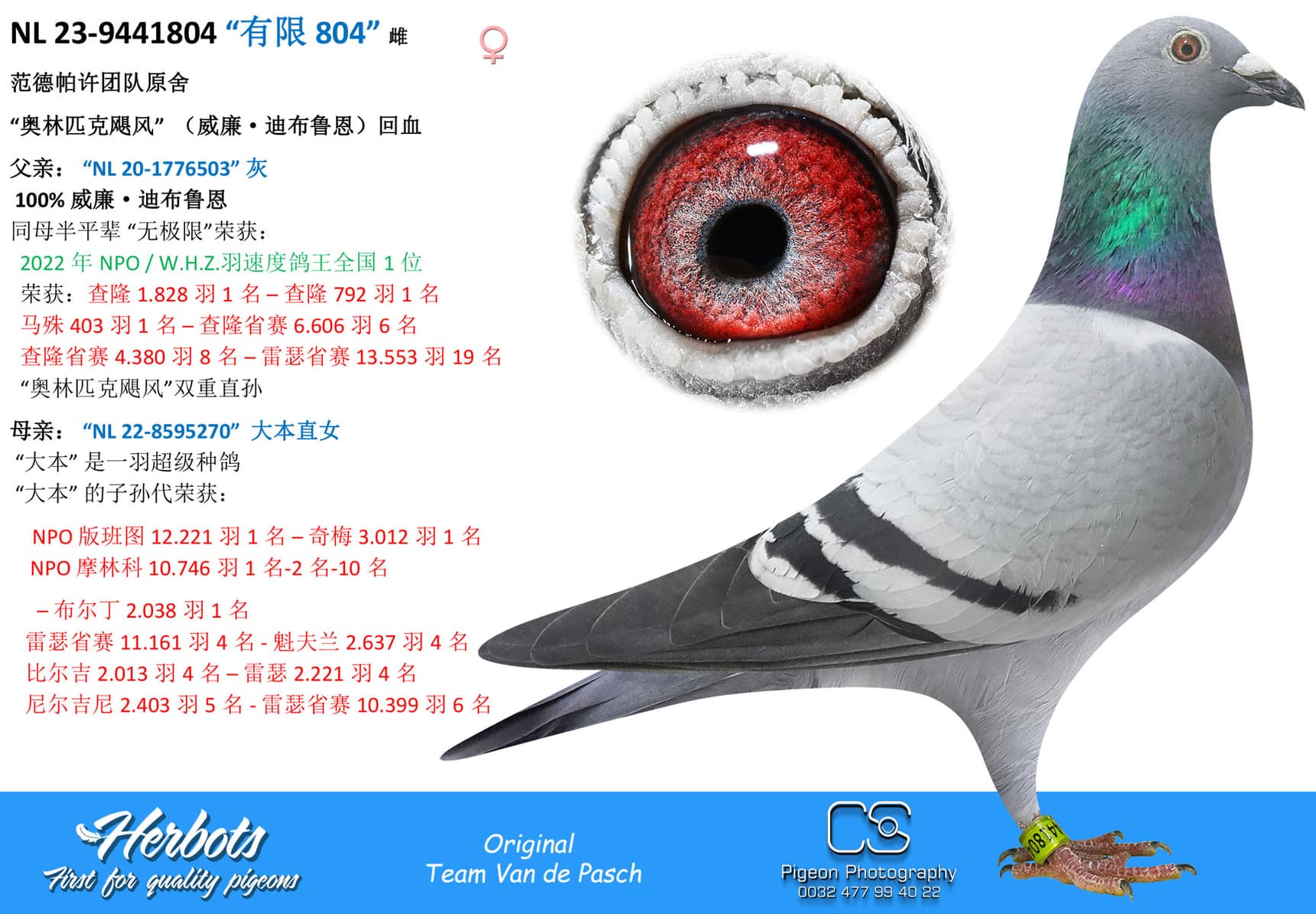 pigeon: undefined