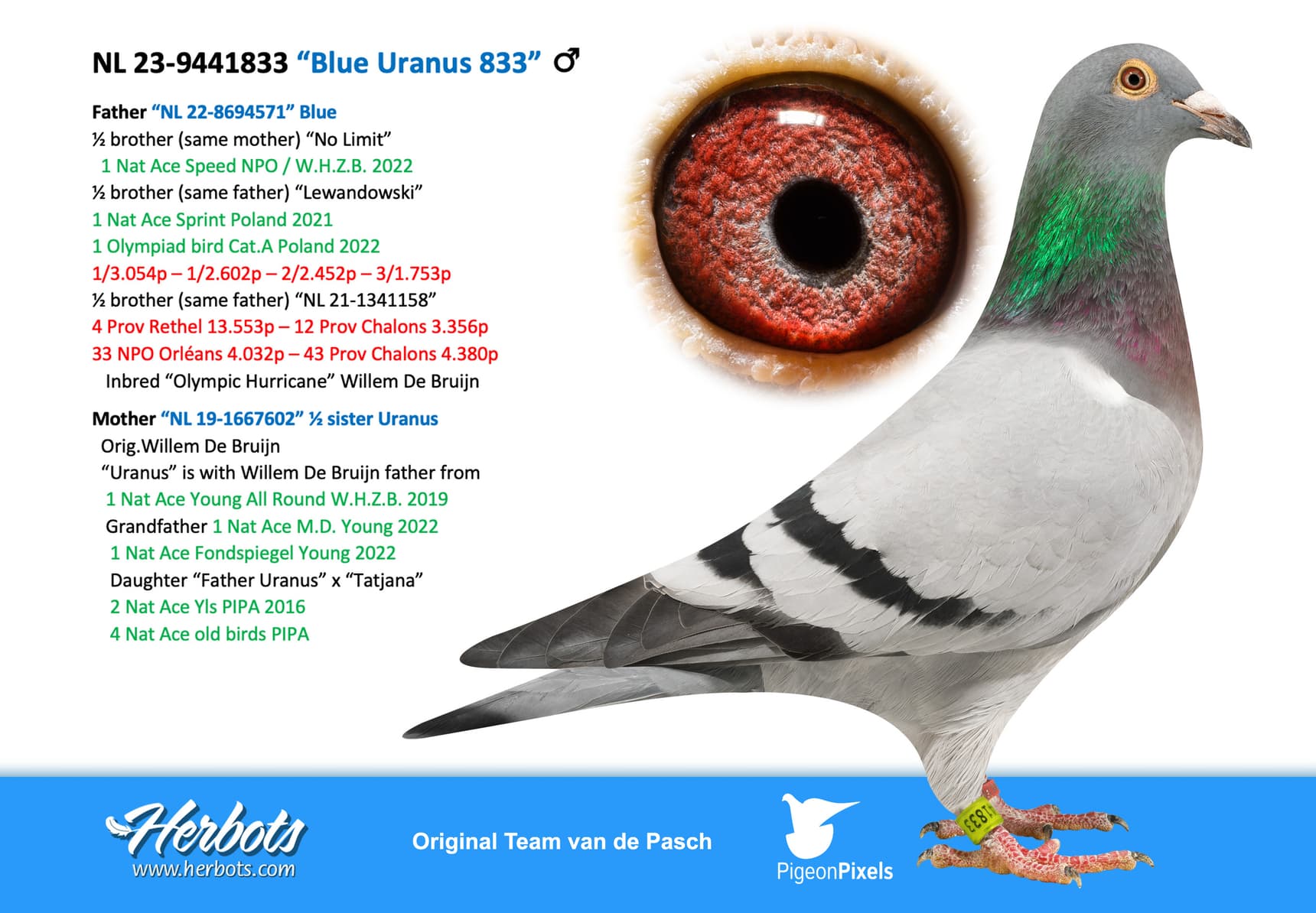 pigeon: undefined