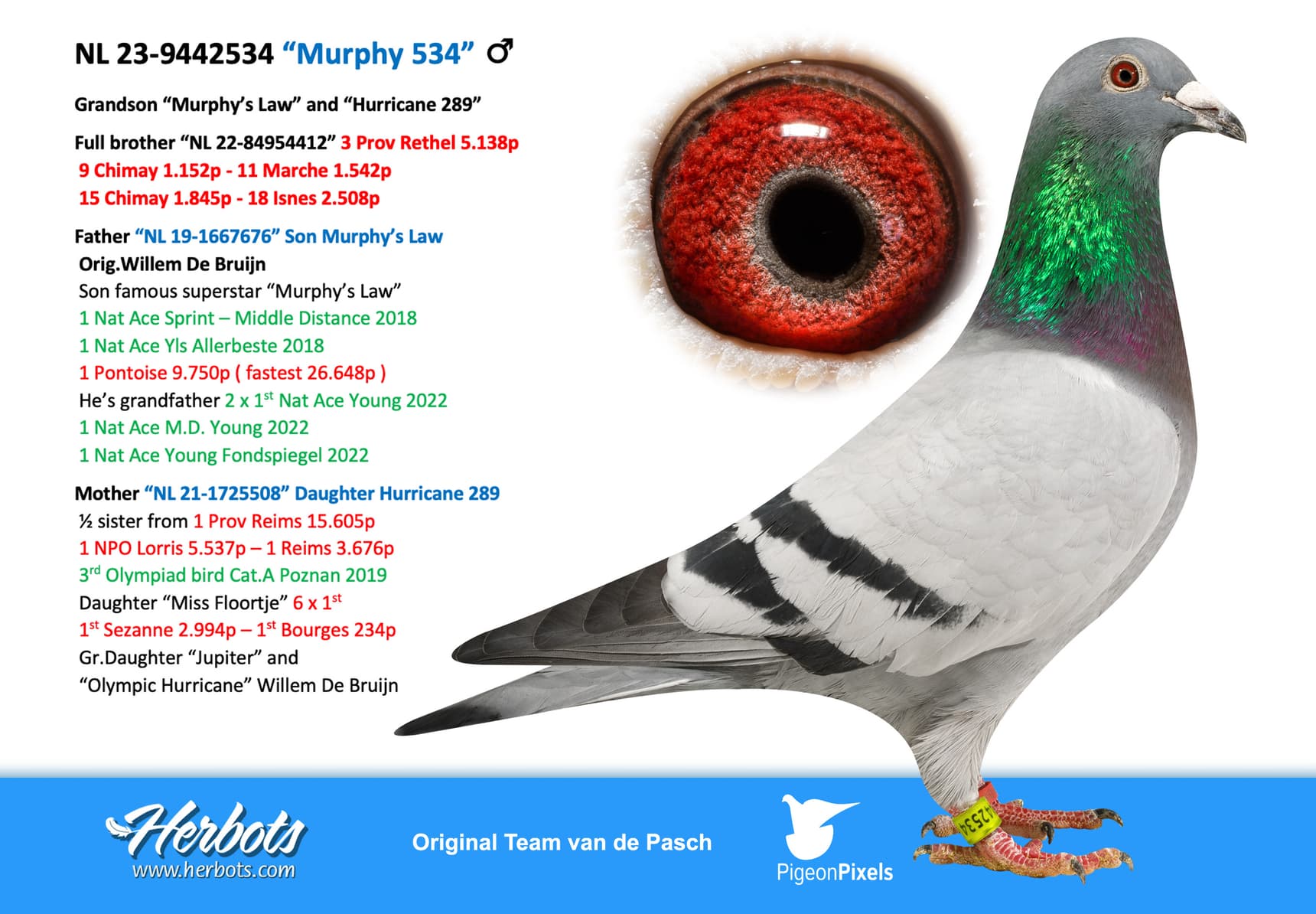 pigeon: “Murphy 534”