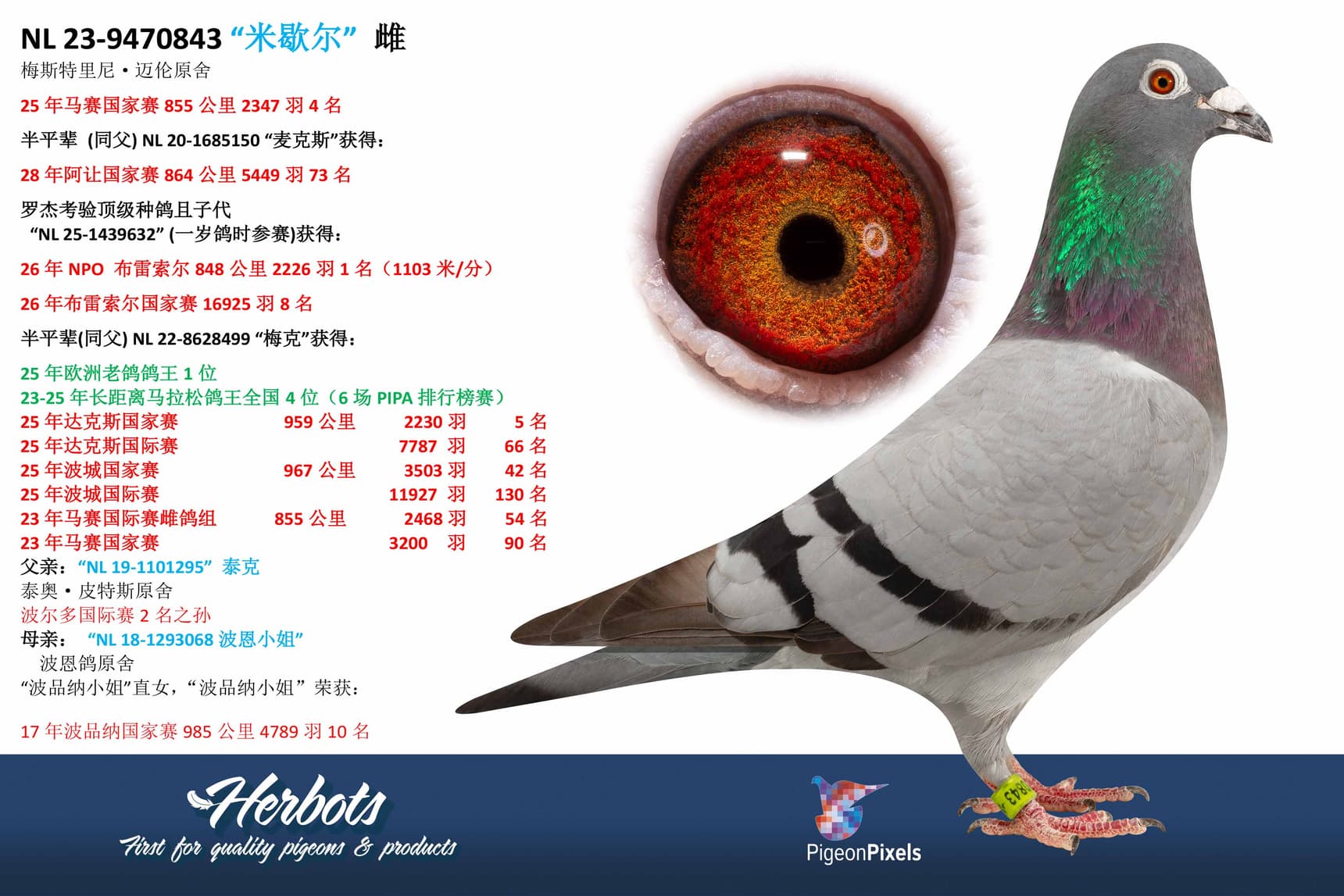 pigeon: undefined