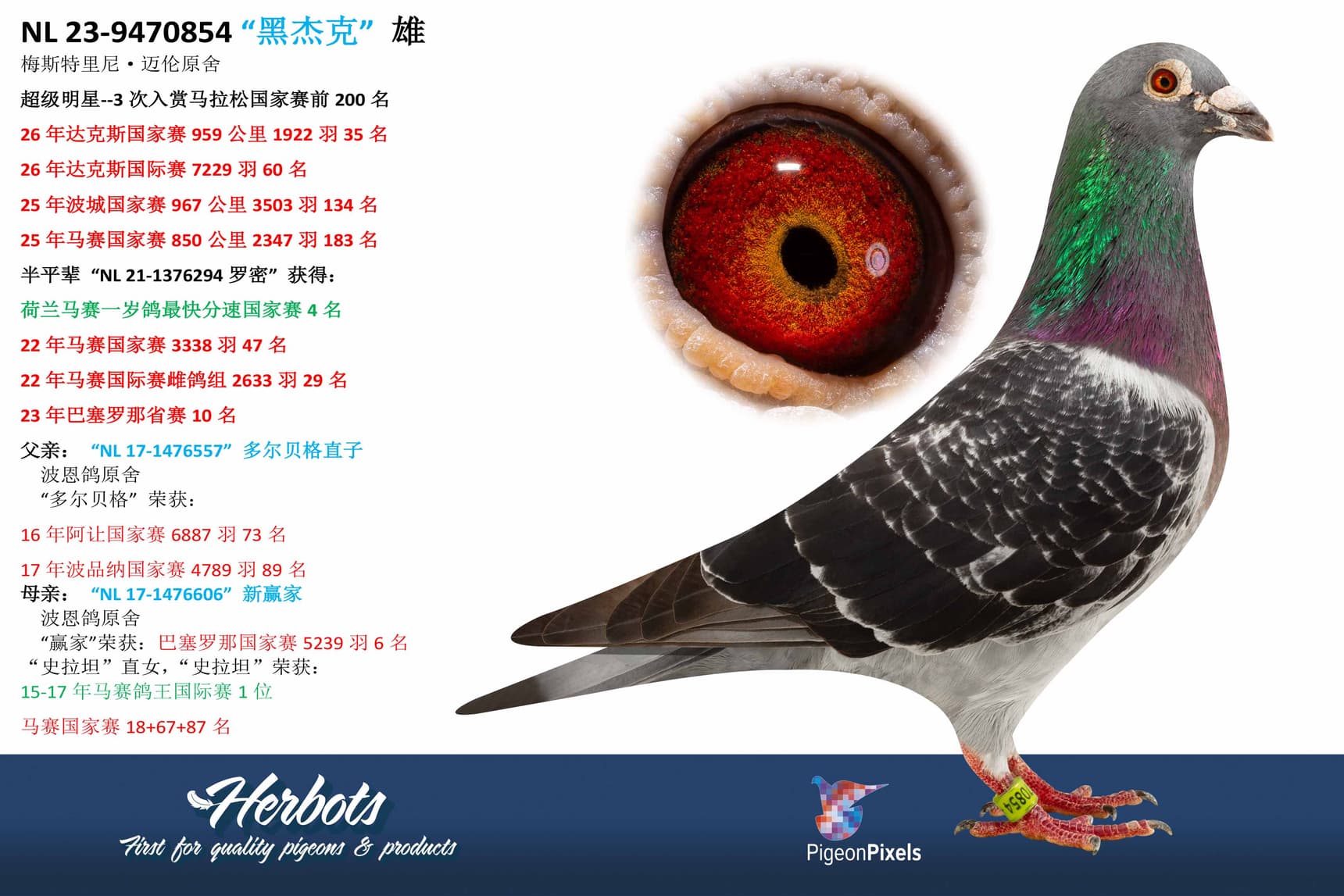 pigeon: undefined