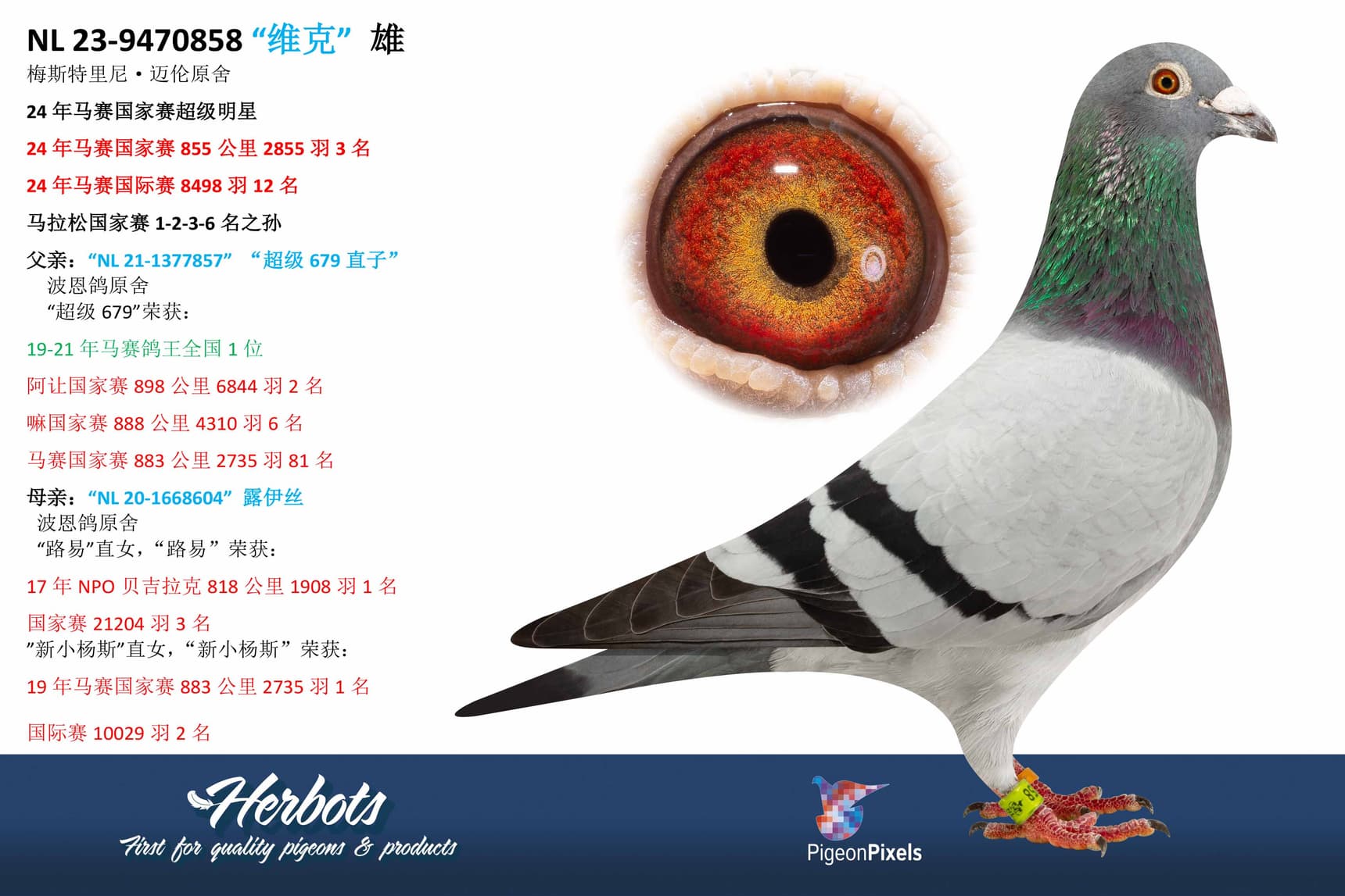 pigeon: undefined