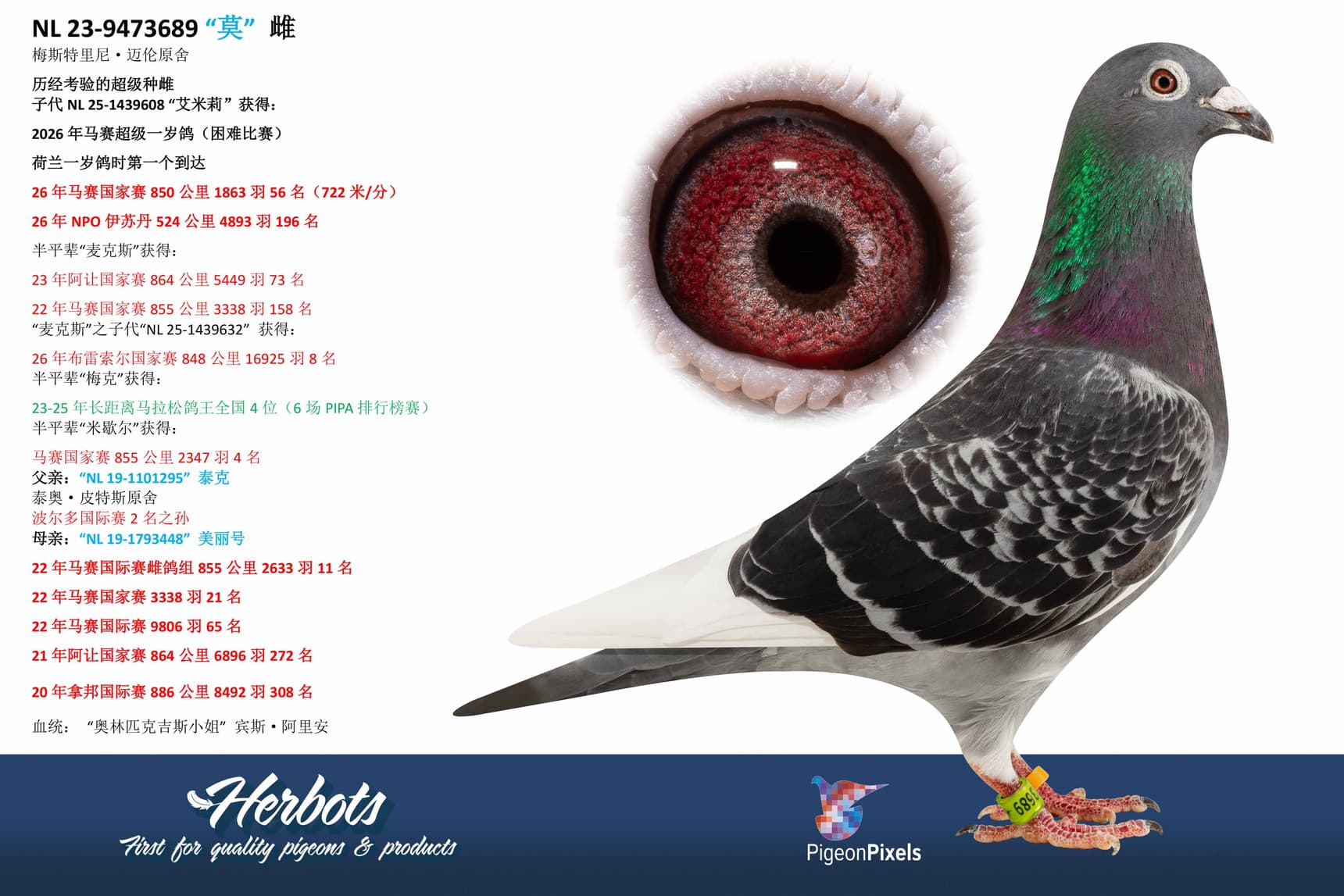 pigeon: undefined