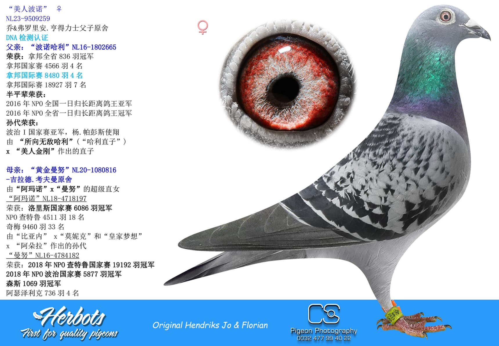 pigeon: undefined