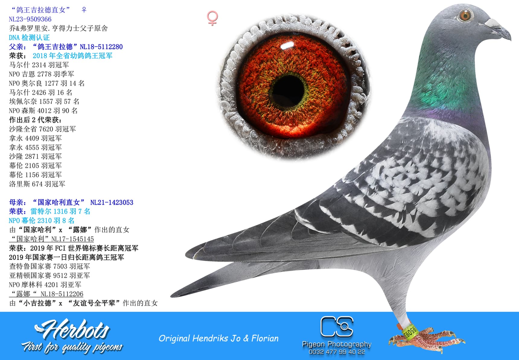 pigeon: undefined
