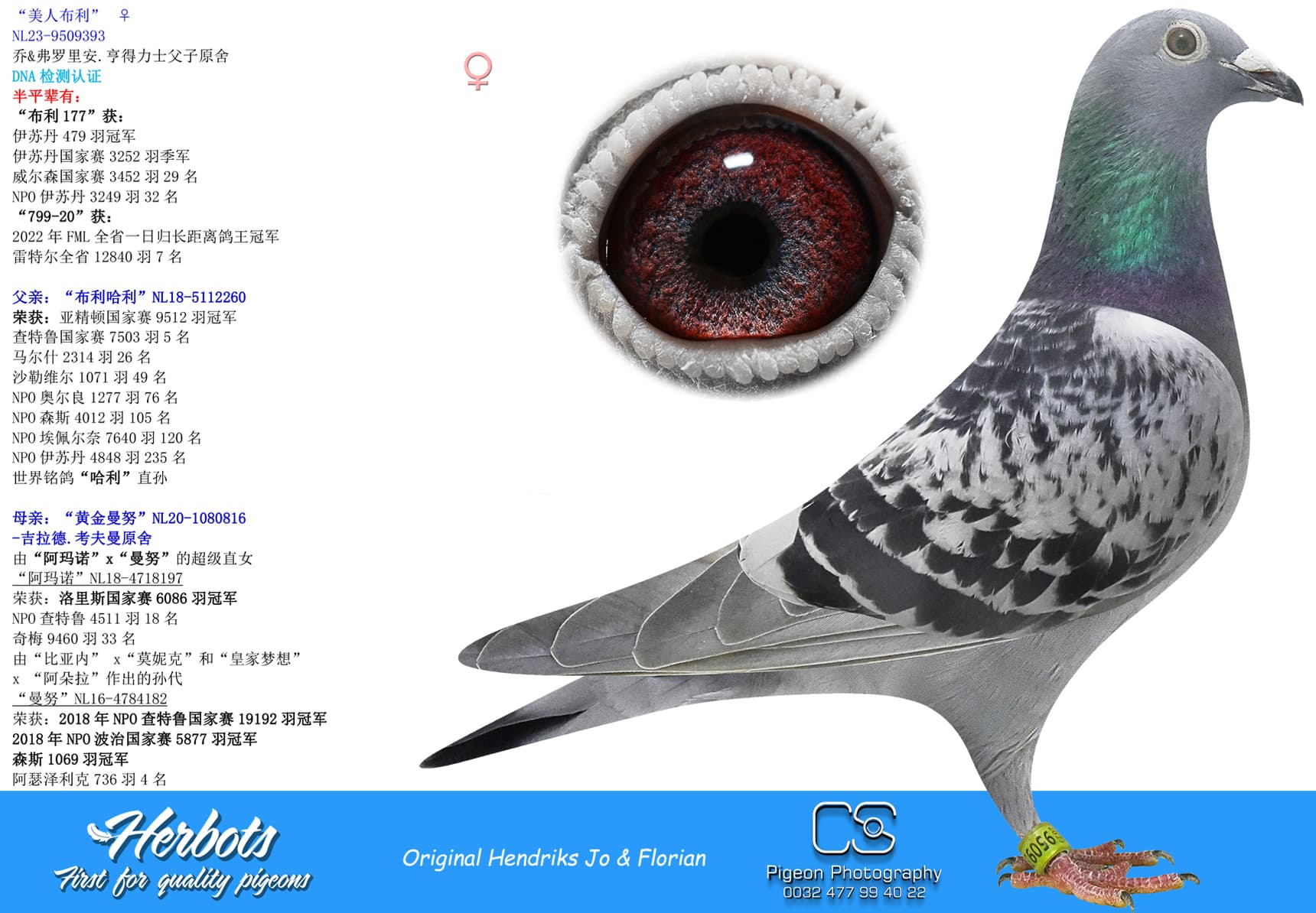 pigeon: undefined