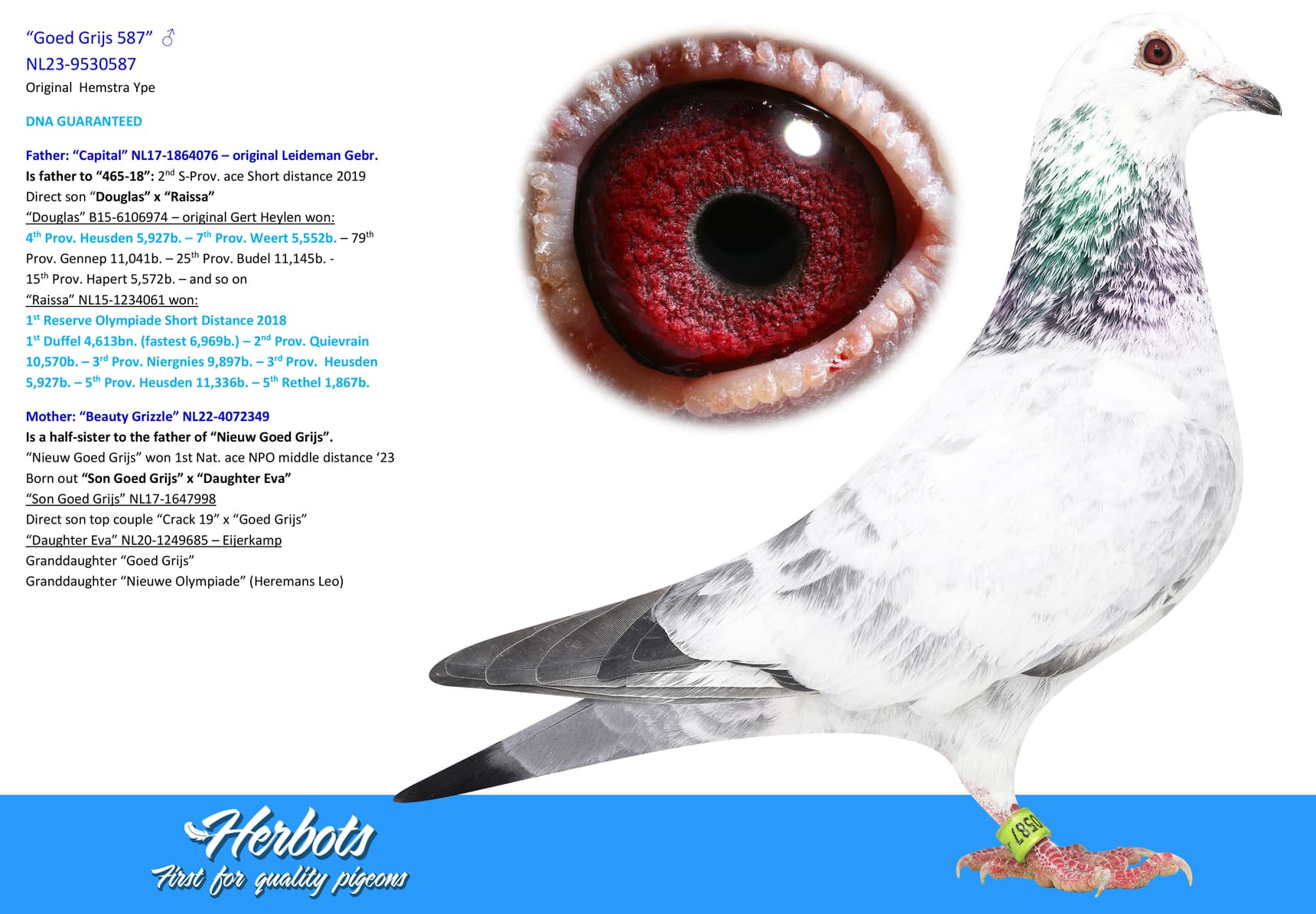 pigeon: “Goed Grijs 587”