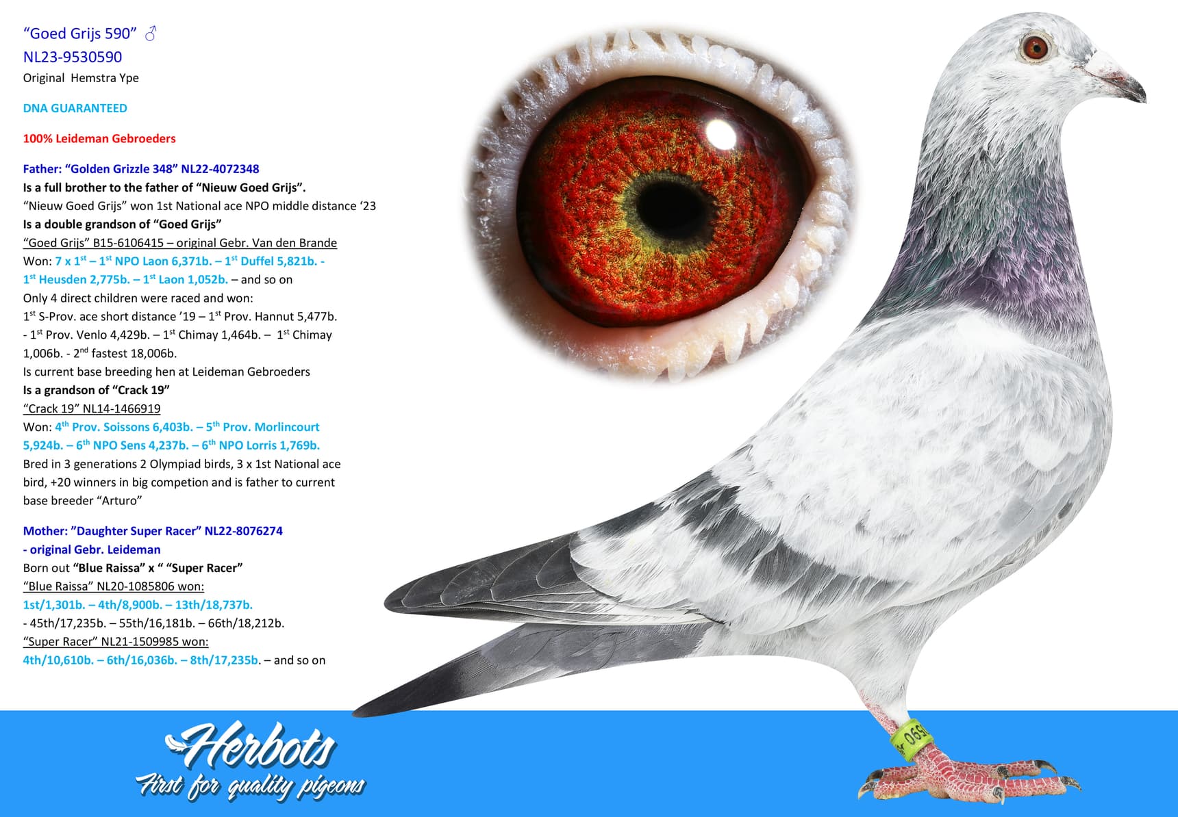 pigeon: “Goed Grijs 590”