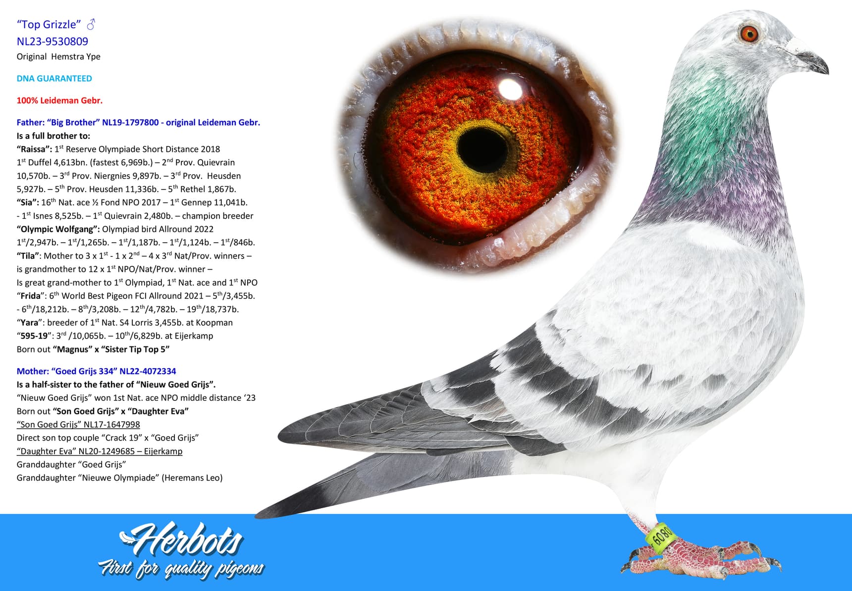 pigeon: “Top Grizzle”