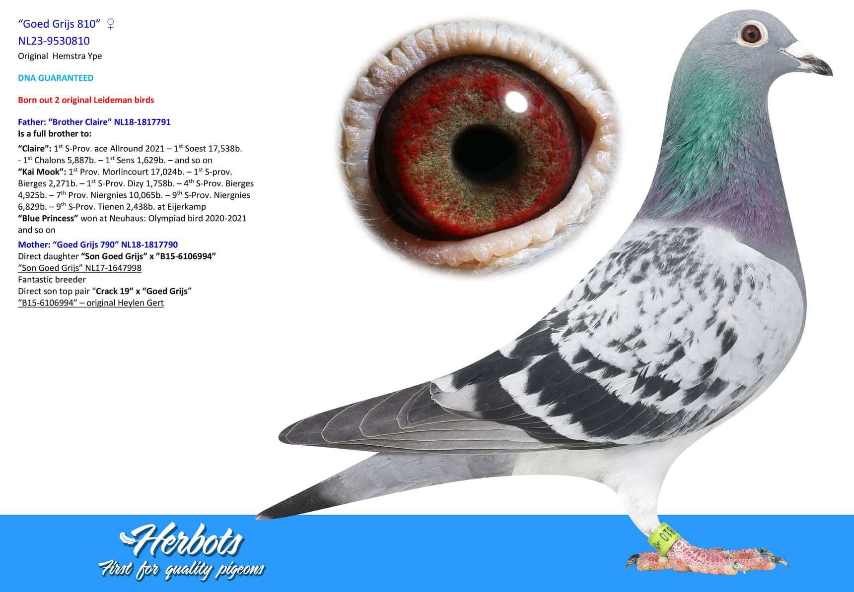 pigeon: “Goed Grijs 810”