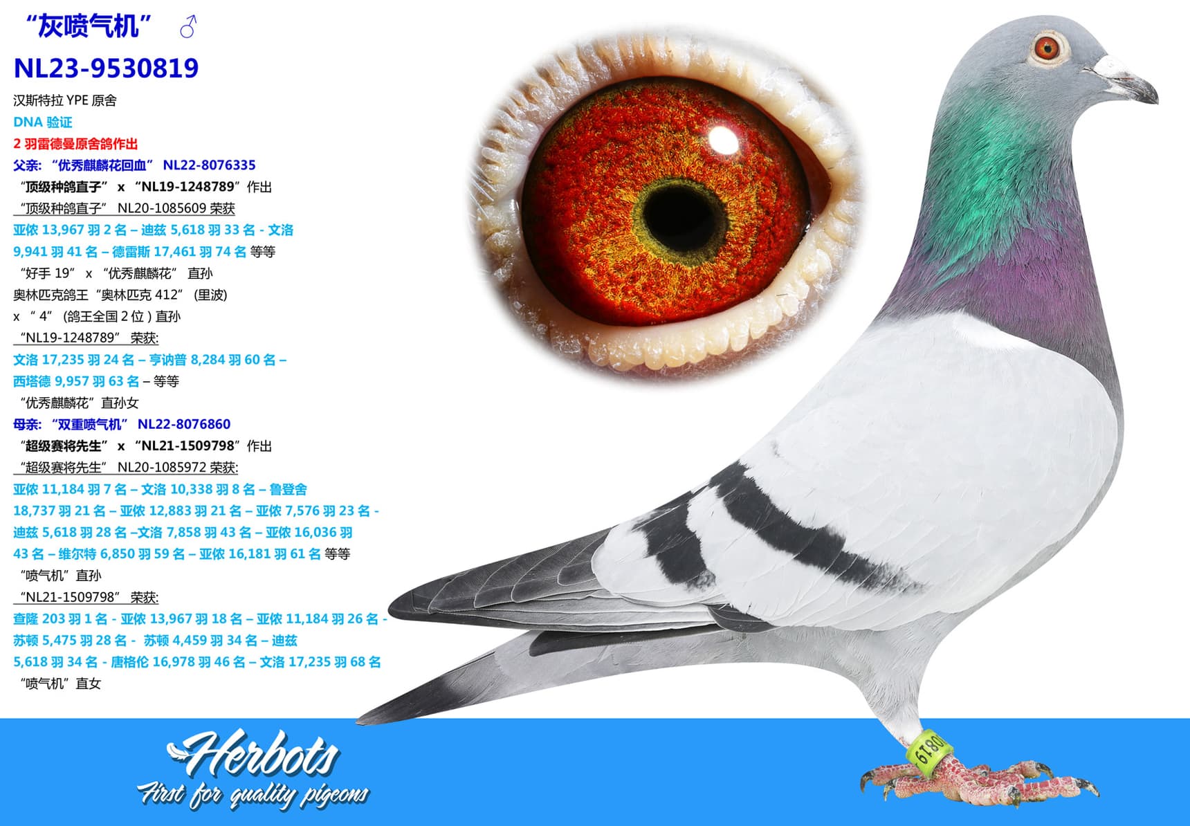 pigeon: undefined