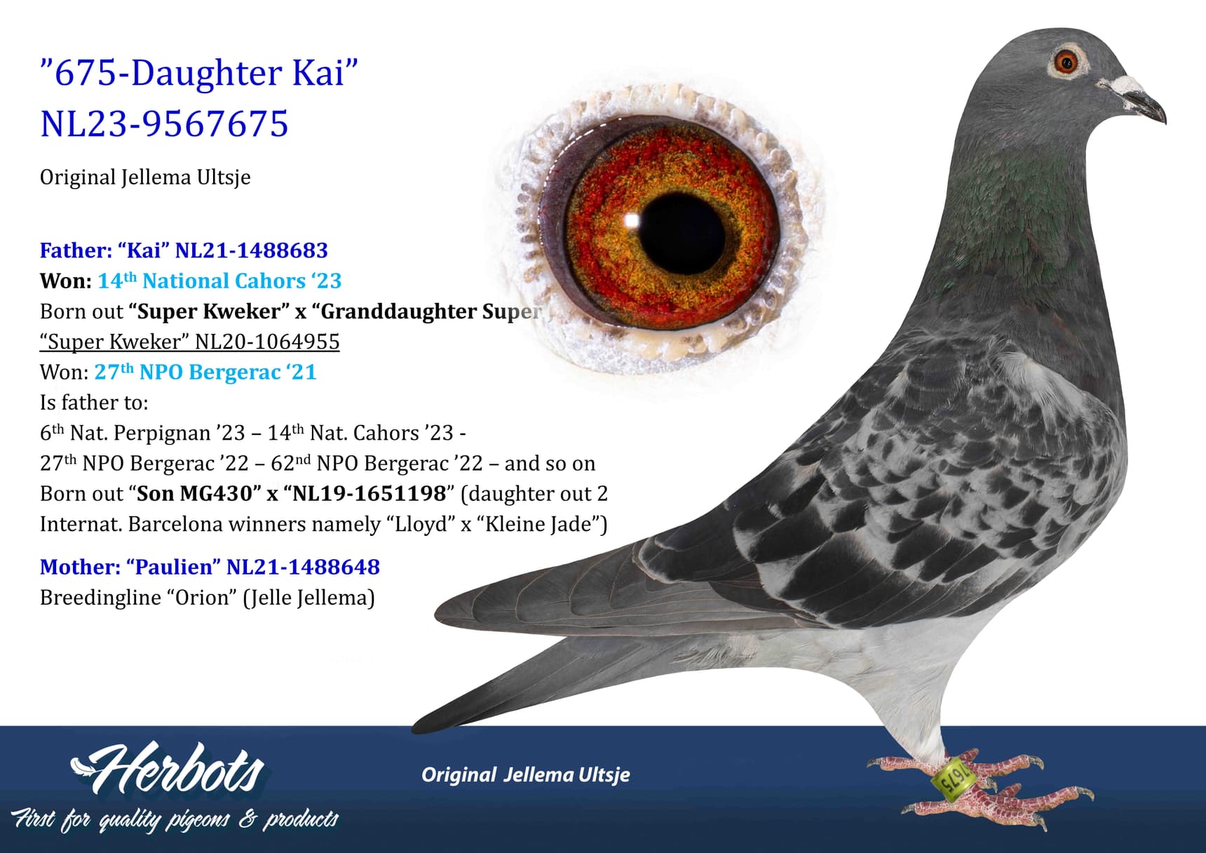 pigeon: undefined