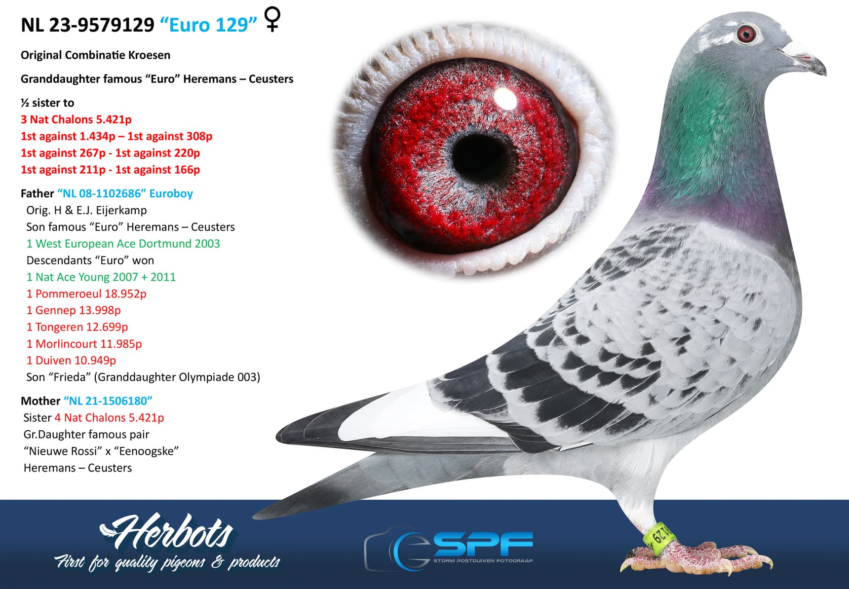pigeon: undefined