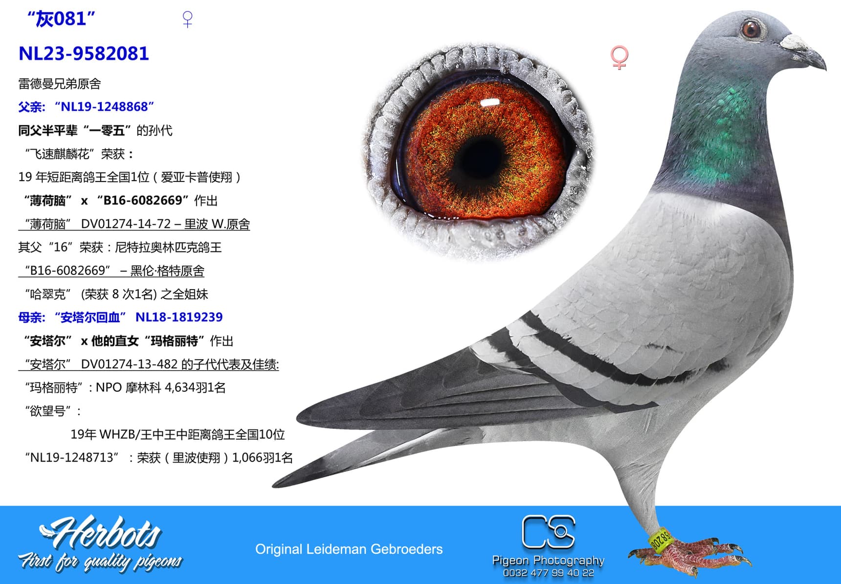 pigeon: “灰081”