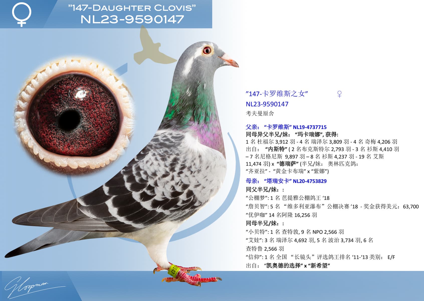 pigeon: undefined