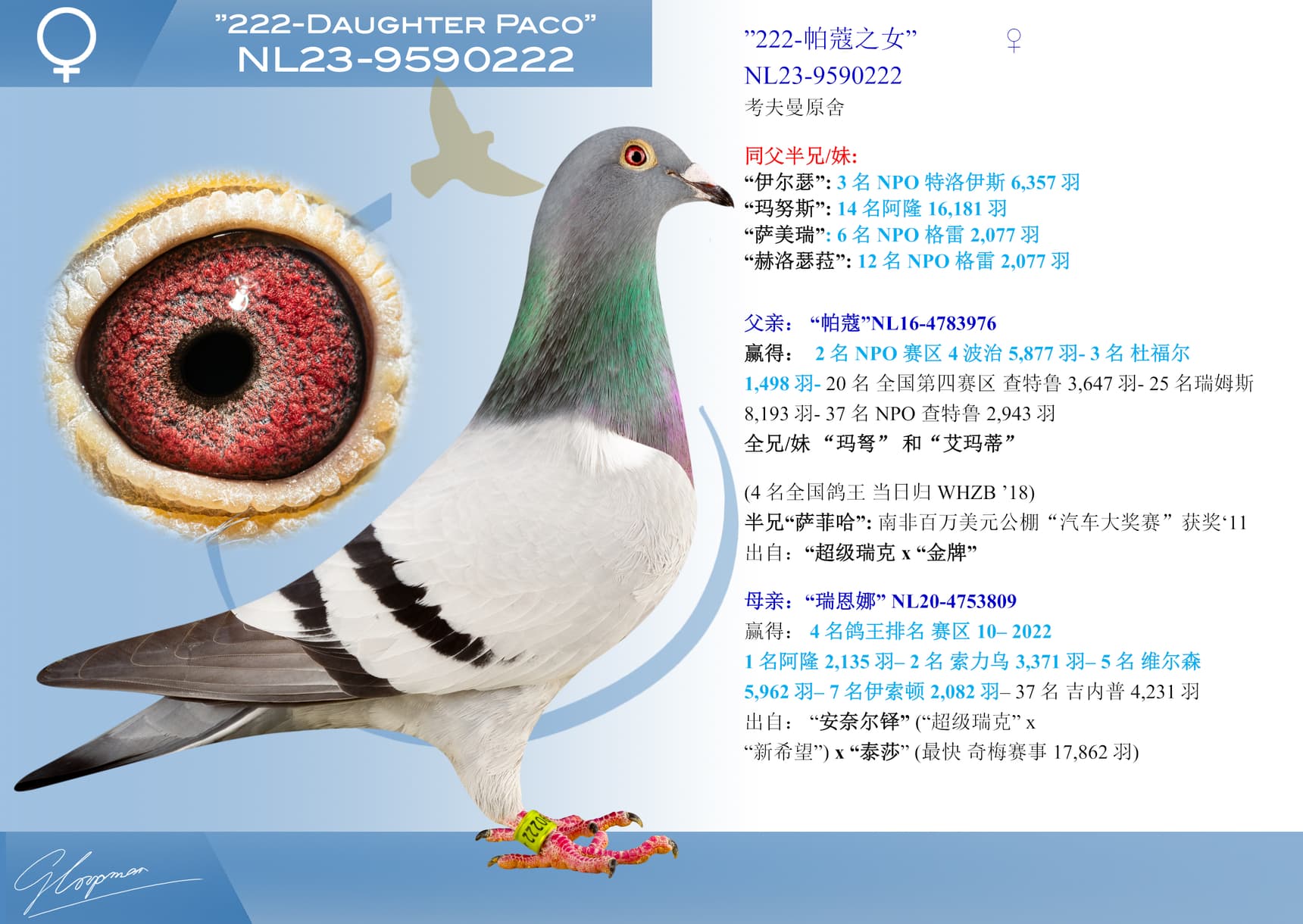 pigeon: undefined