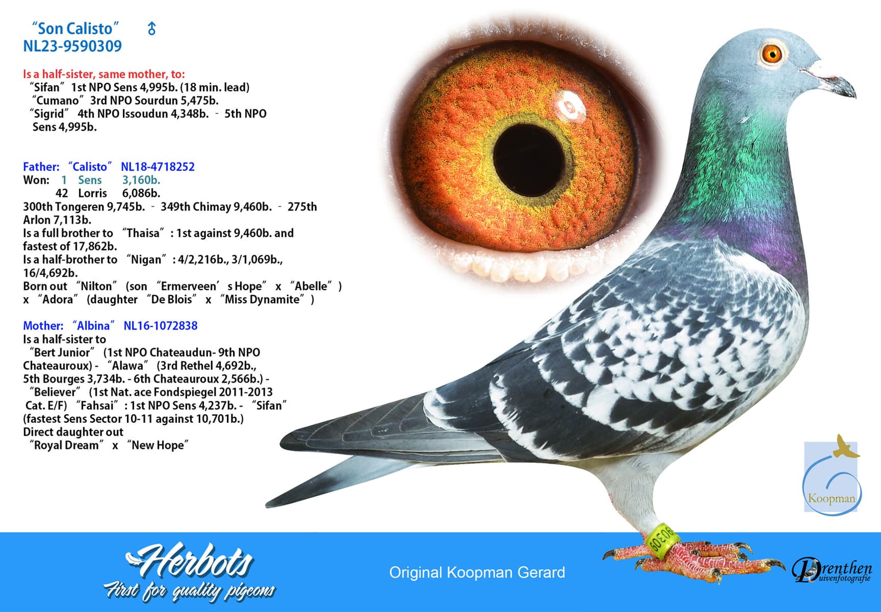 pigeon: undefined