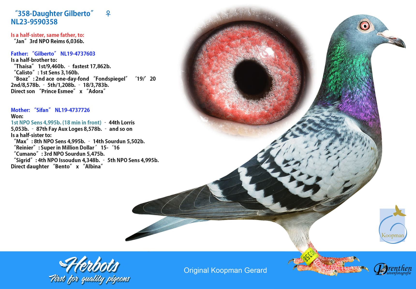 pigeon: undefined