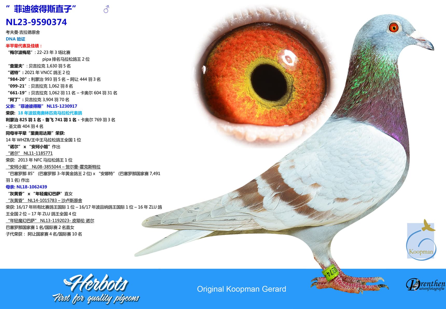 pigeon: undefined