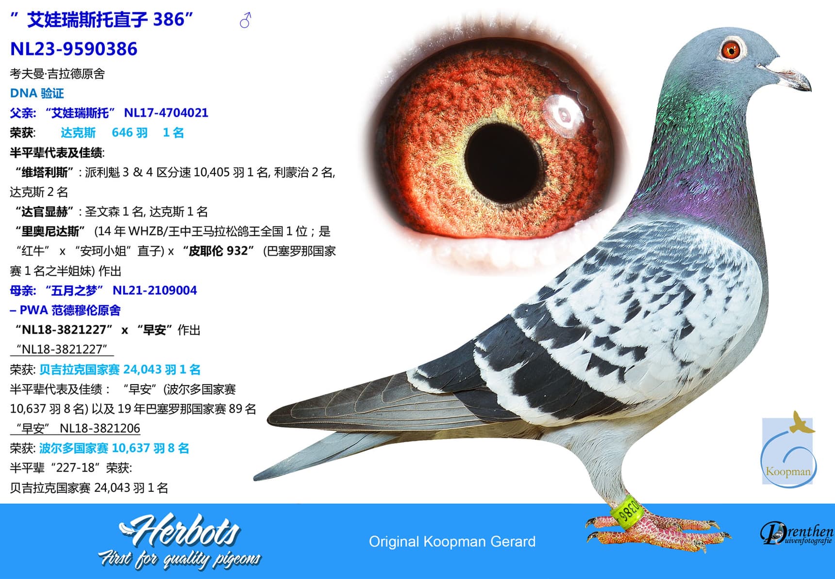 pigeon: undefined