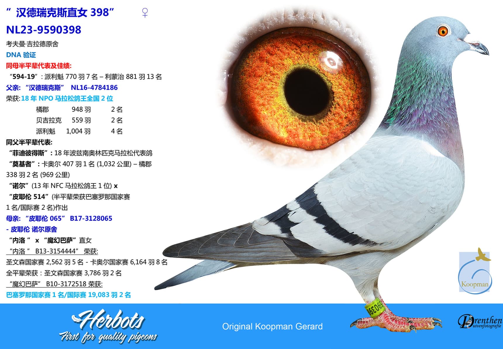 pigeon: undefined