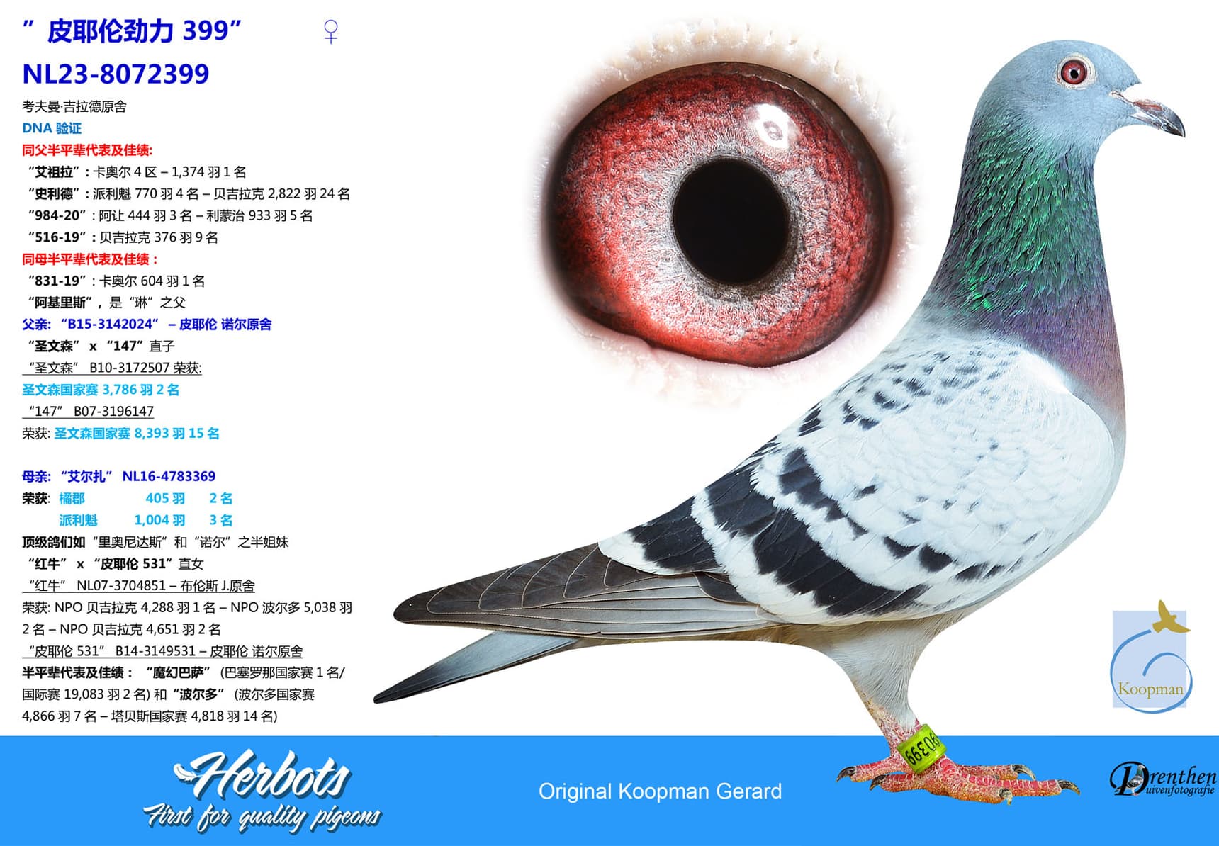 pigeon: undefined