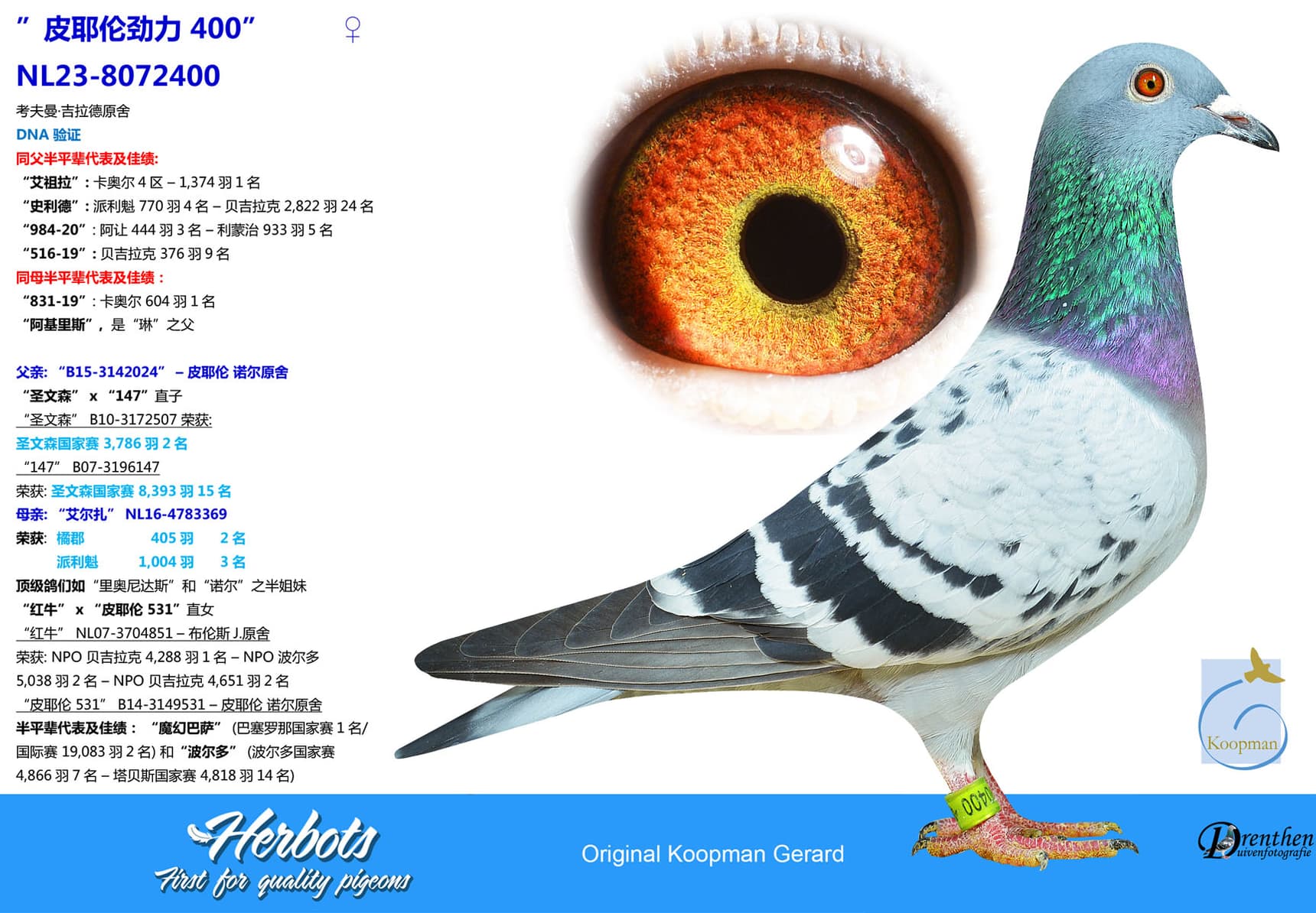 pigeon: undefined