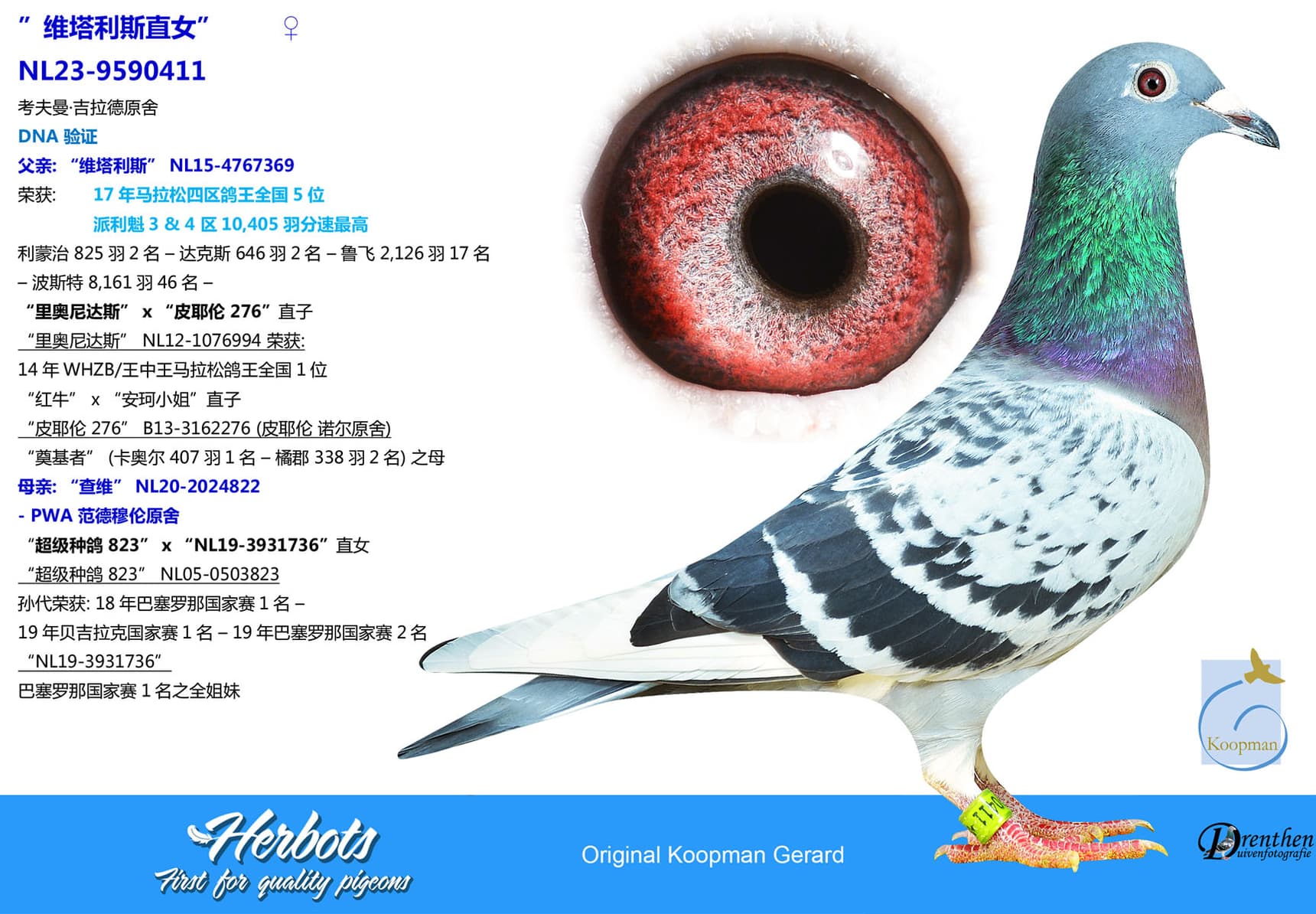 pigeon: undefined