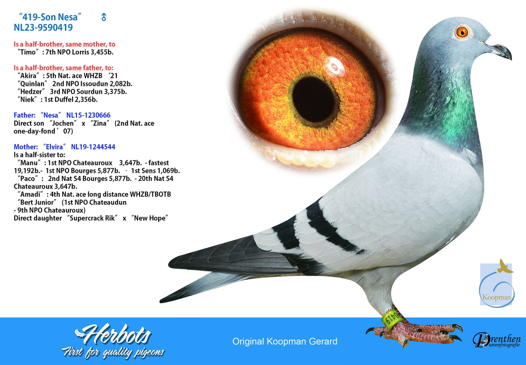 pigeon: undefined