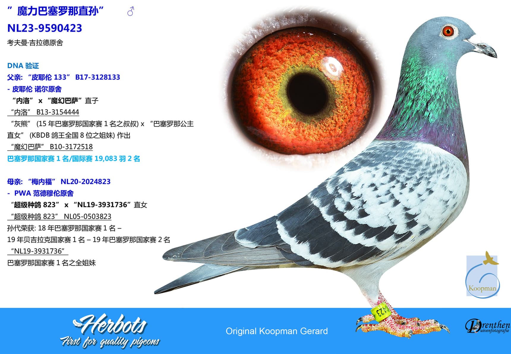 pigeon: undefined