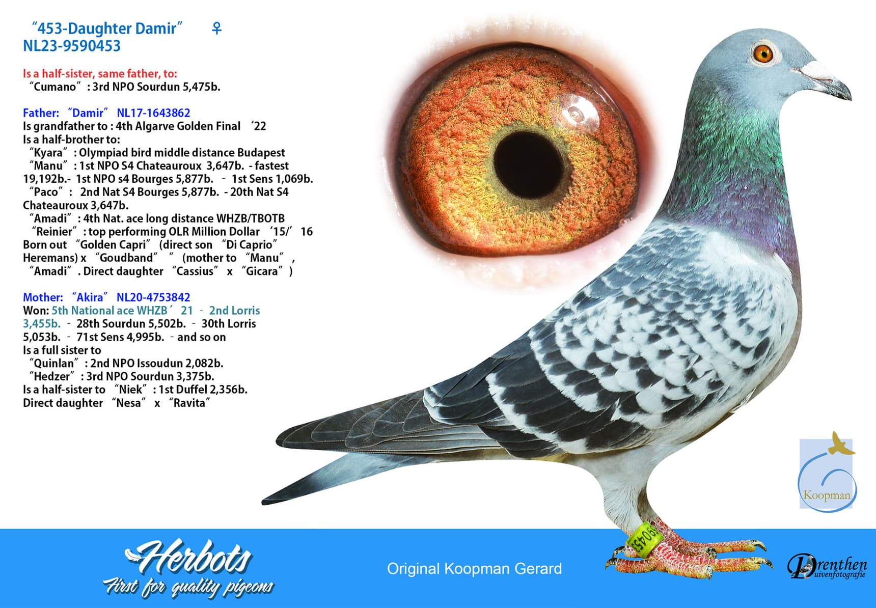 pigeon: ”453-Daughter Damir”