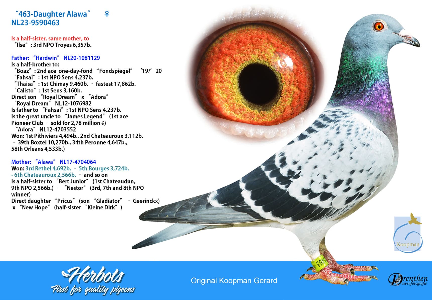 pigeon: undefined