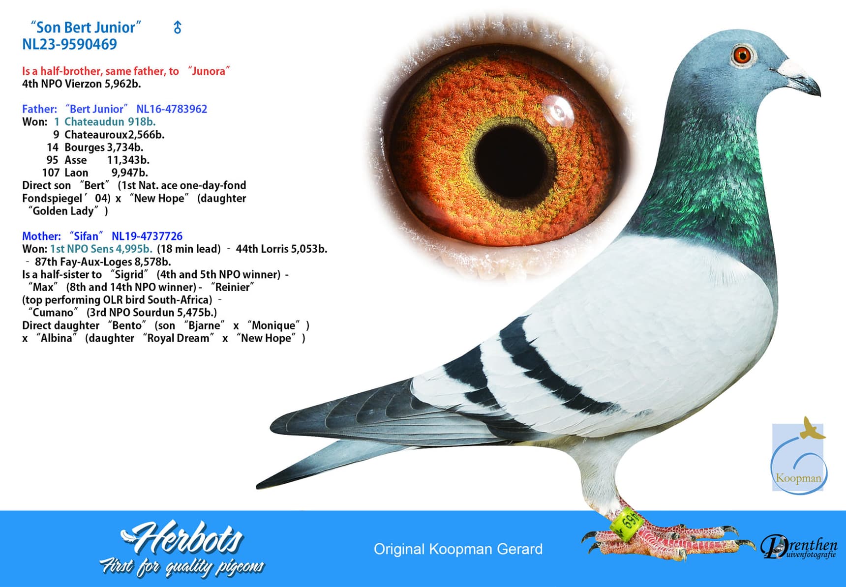 pigeon: undefined