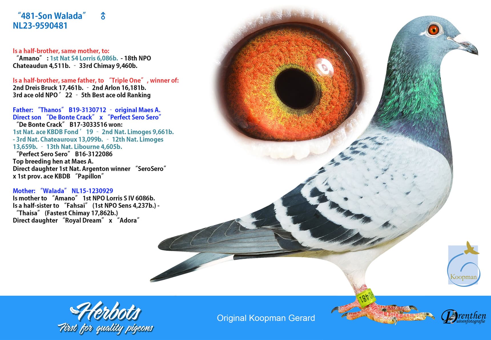 pigeon: ”481-Son Walada”