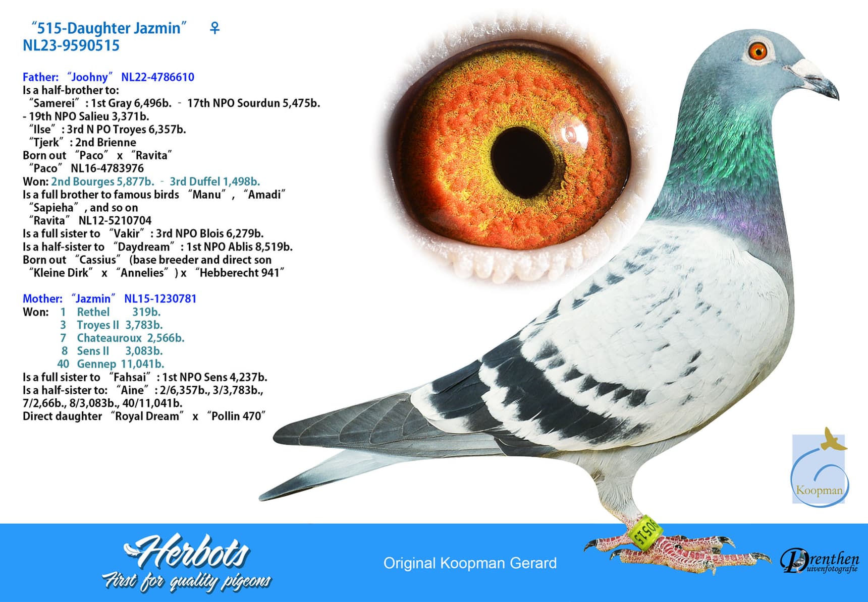 pigeon: undefined