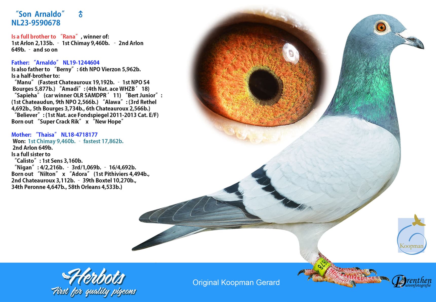 pigeon: undefined